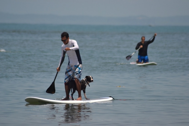 Paddle sup com animais de estimação 